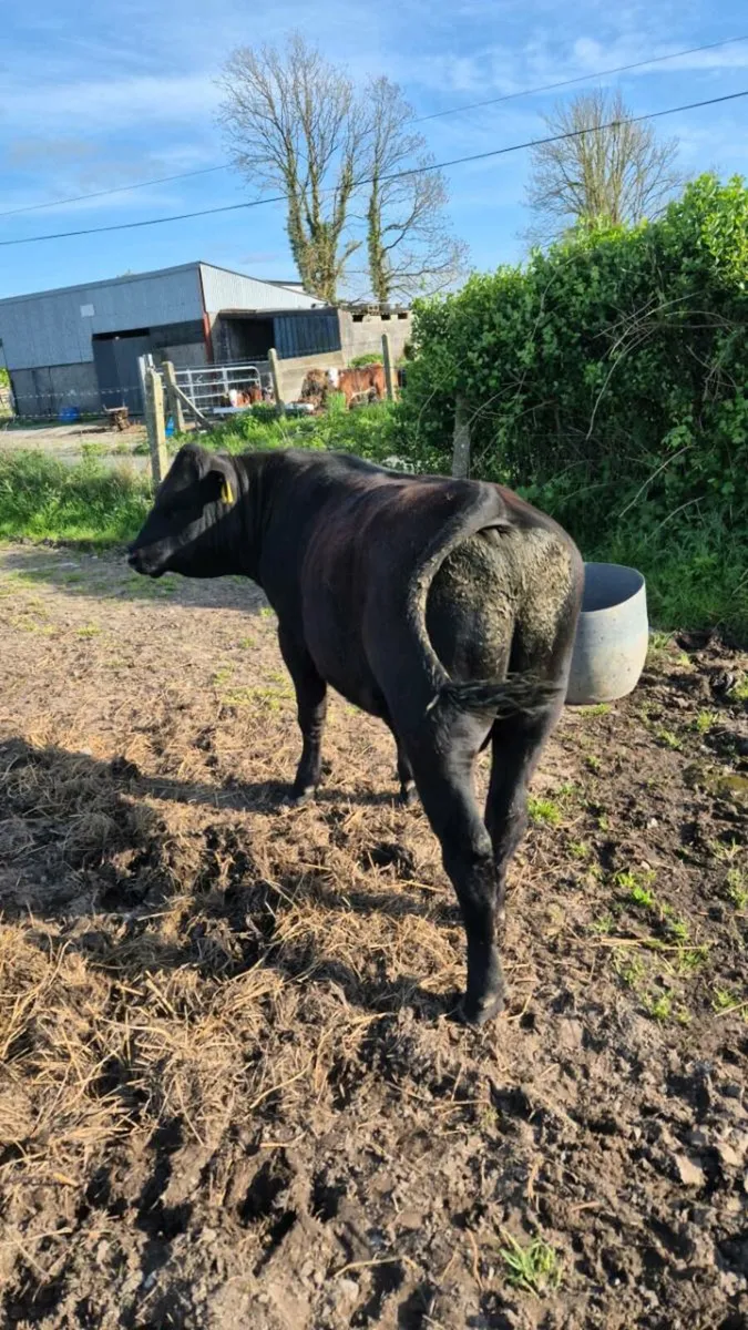 Bull - Image 2