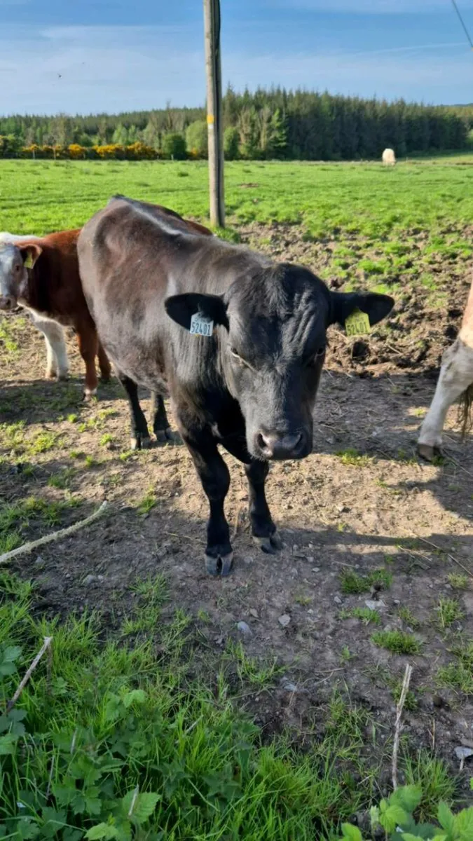 Bull - Image 3