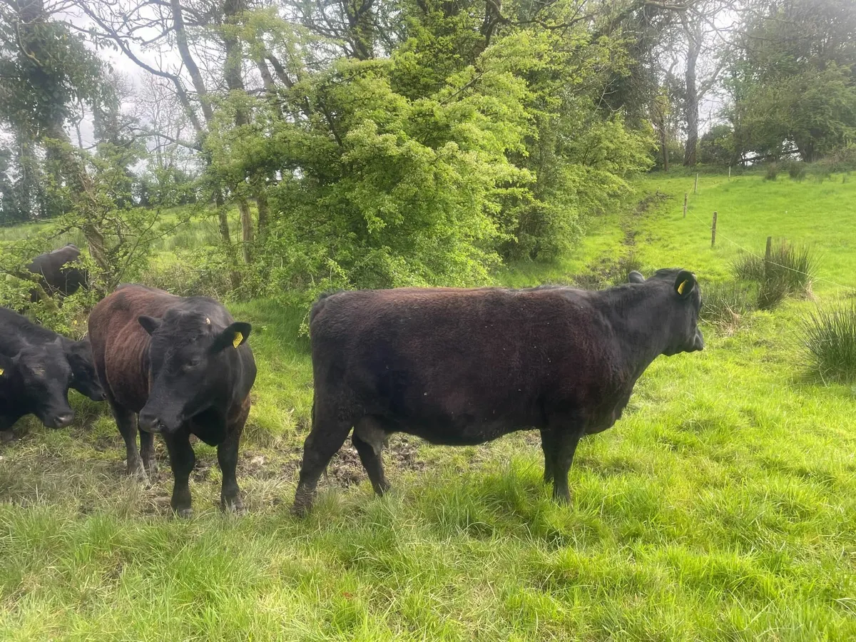 DEXTERS Heifers, in calf cows & quiet young bull - Image 4