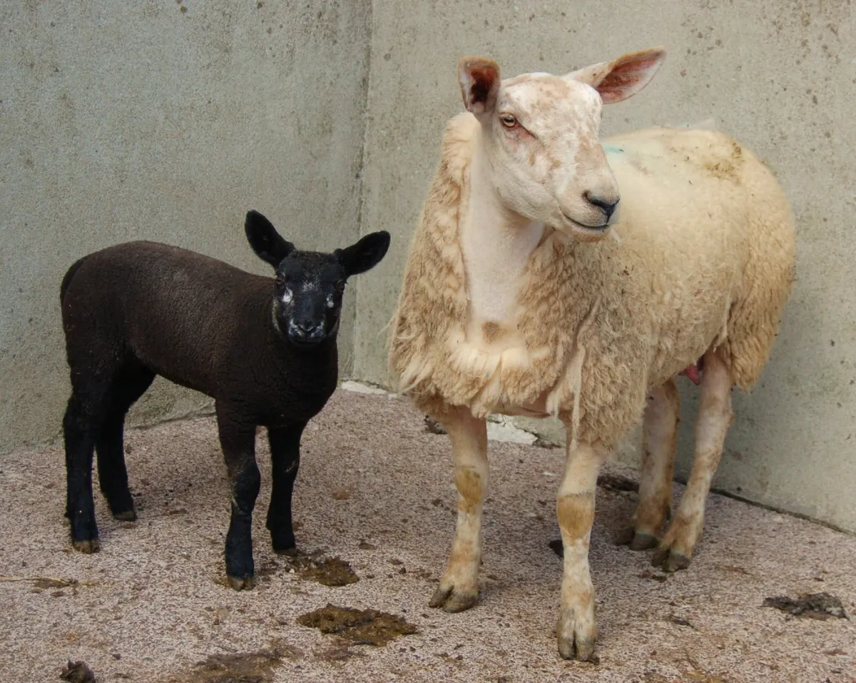 Omagh Mart 3rd May 2025 - Image 2