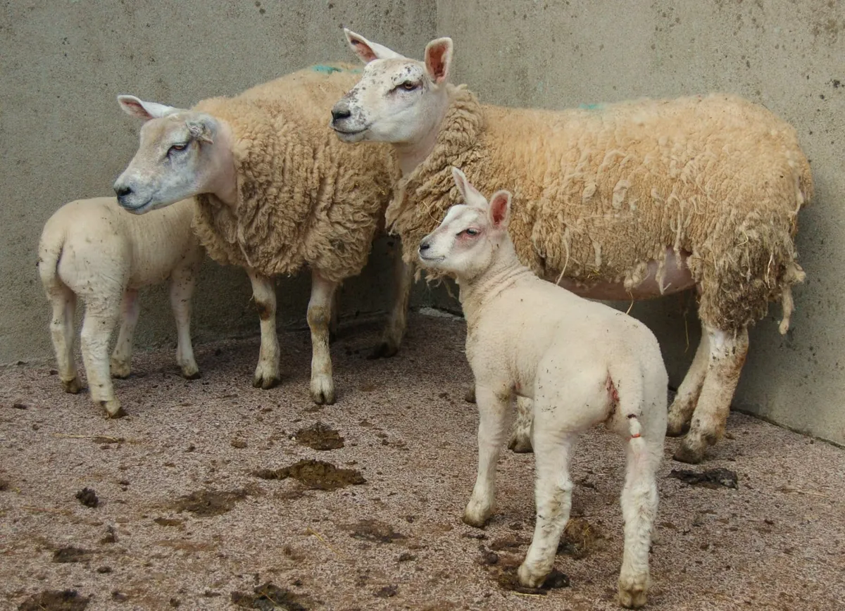 Omagh Mart 3rd May 2025 - Image 3