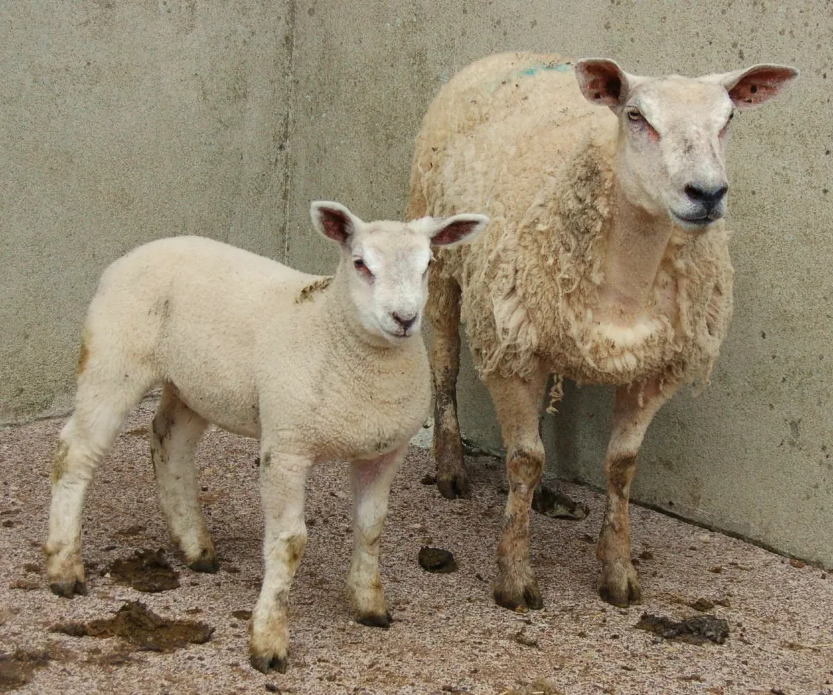 Omagh Mart 3rd May 2025 - Image 1