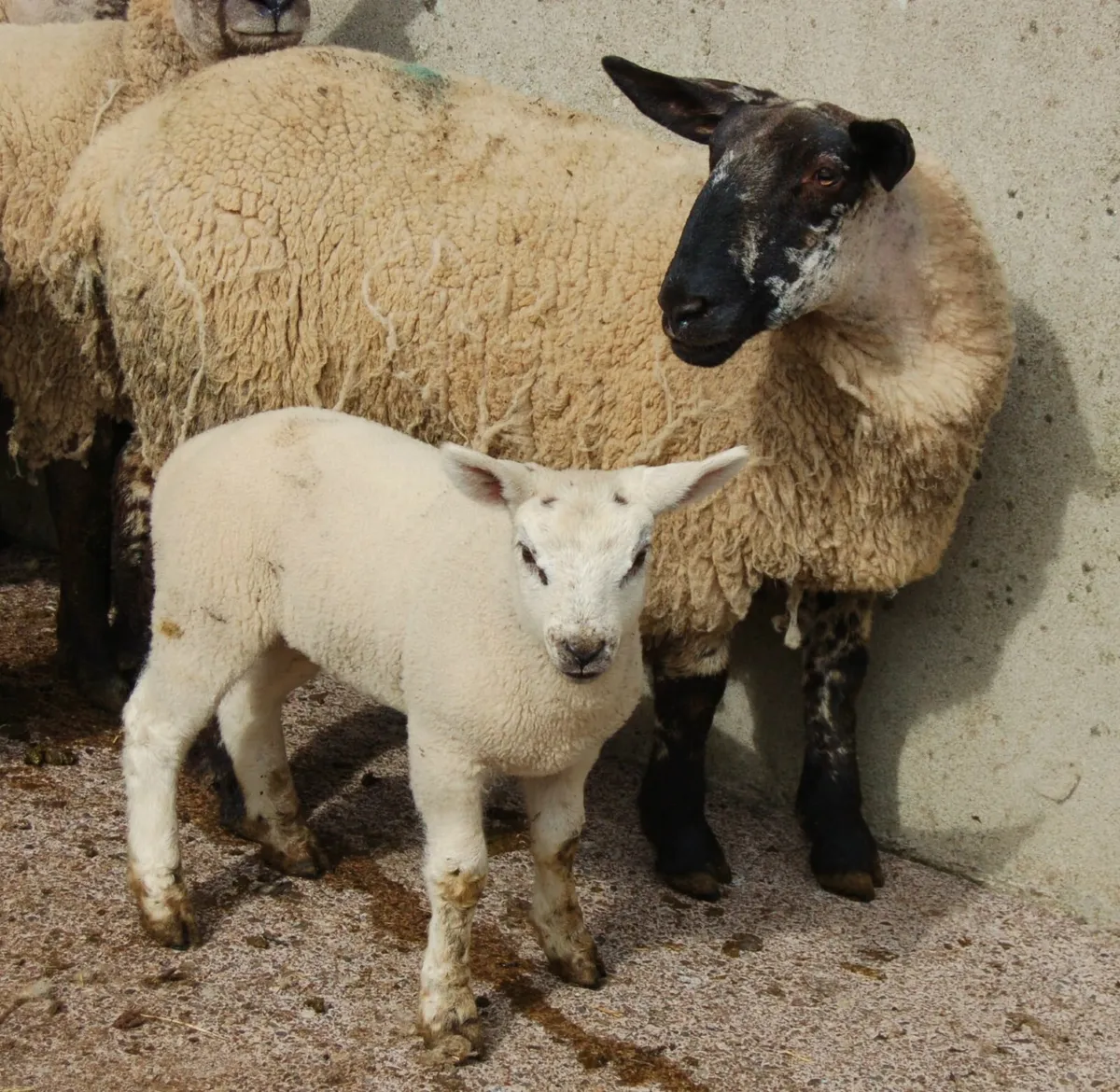 Omagh Mart 3rd May 2025 - Image 4