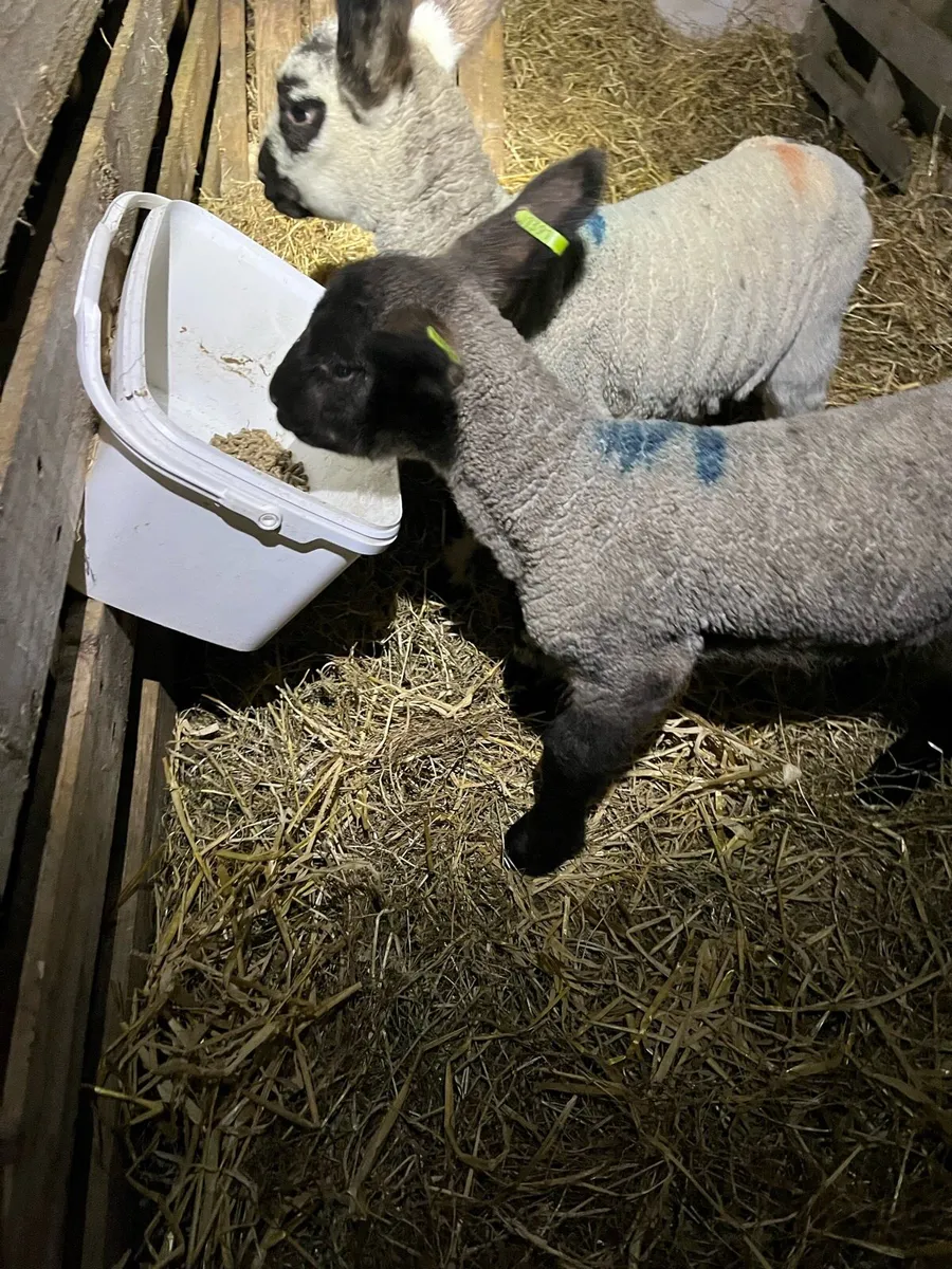 Pet lambs - Image 2