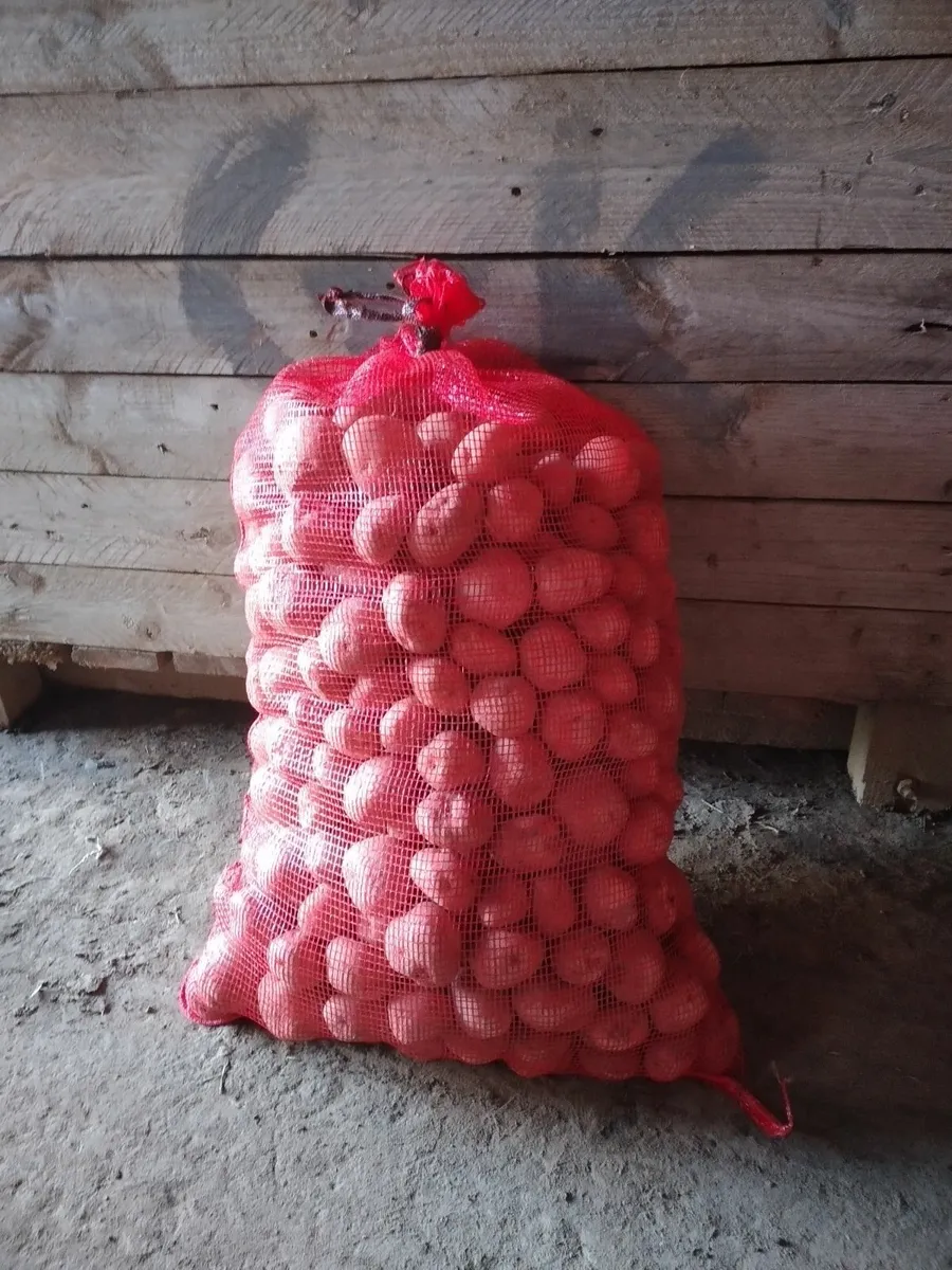 Seed potatoes - Image 1