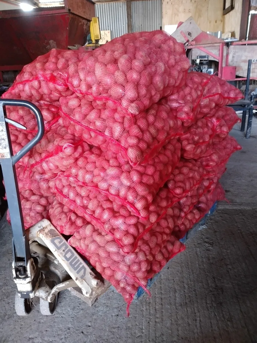 Seed potatoes - Image 2