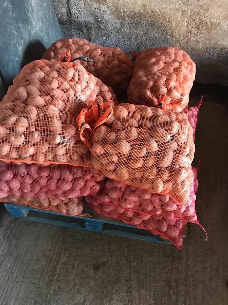 Seed potatoes - Image 3