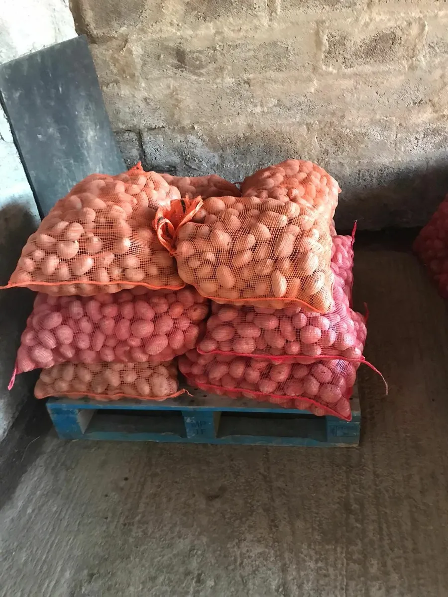 Seed potatoes - Image 4