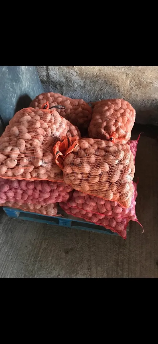 Seed potatoes - Image 1