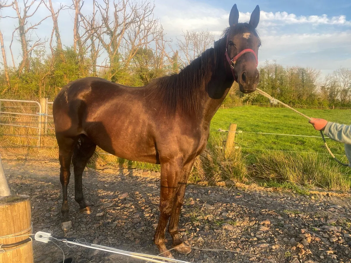 5 year old Thoroughbred Filly - Image 1