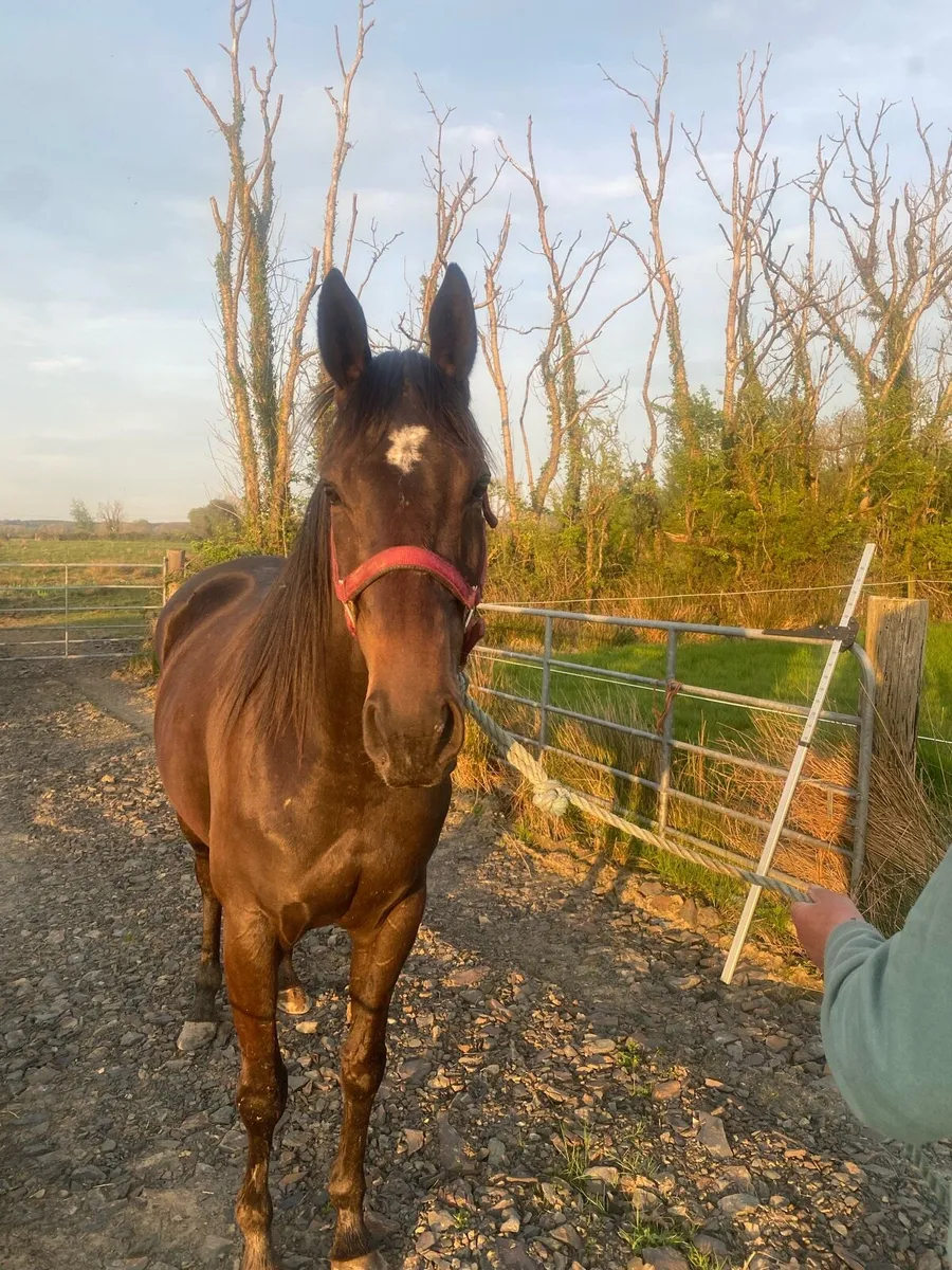 5 year old Thoroughbred Filly - Image 2