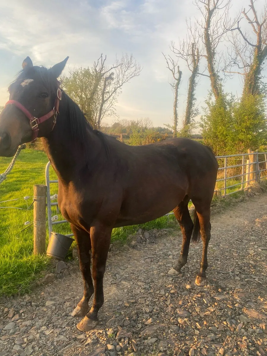 5 year old Thoroughbred Filly - Image 3