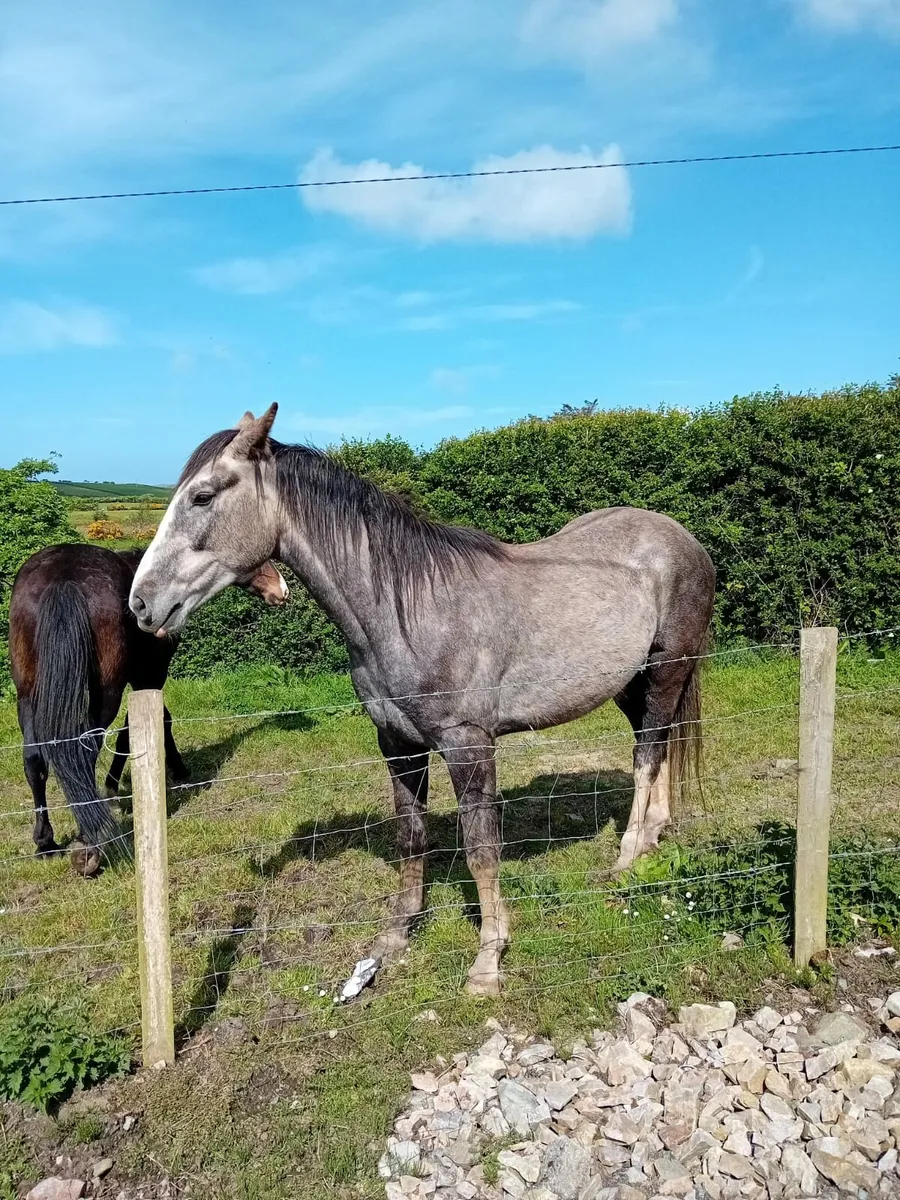 Two horses - Image 2