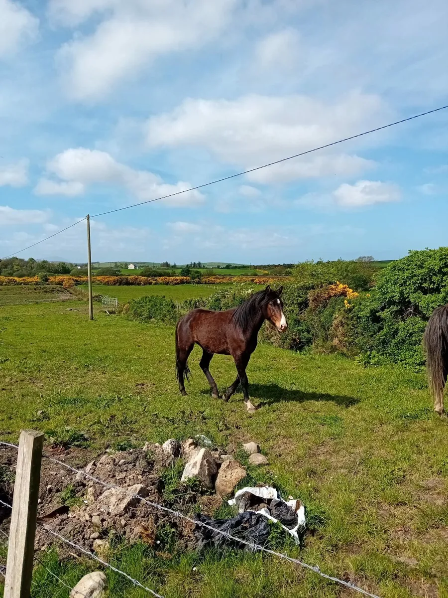 Two horses - Image 3
