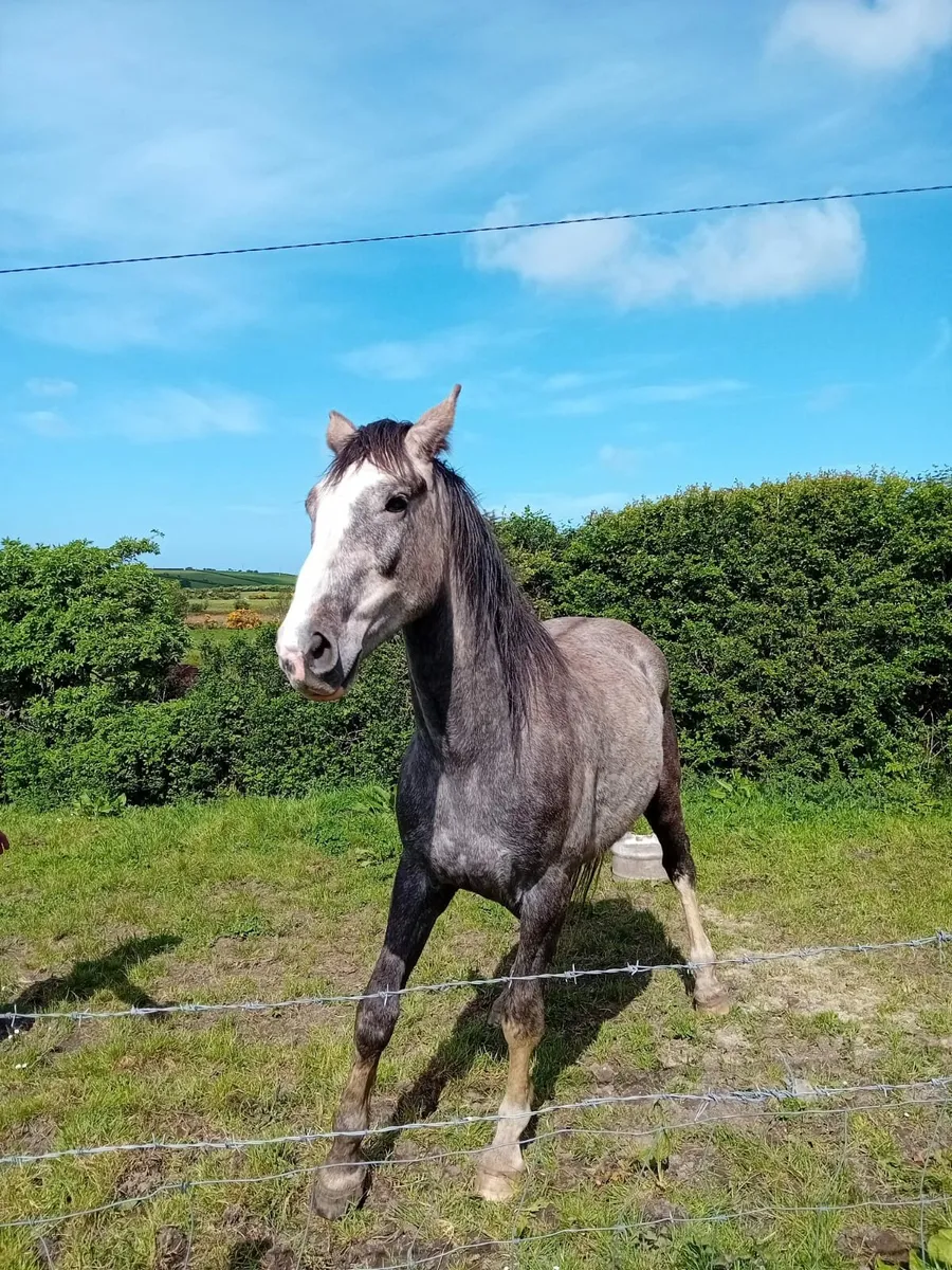 Two horses - Image 4