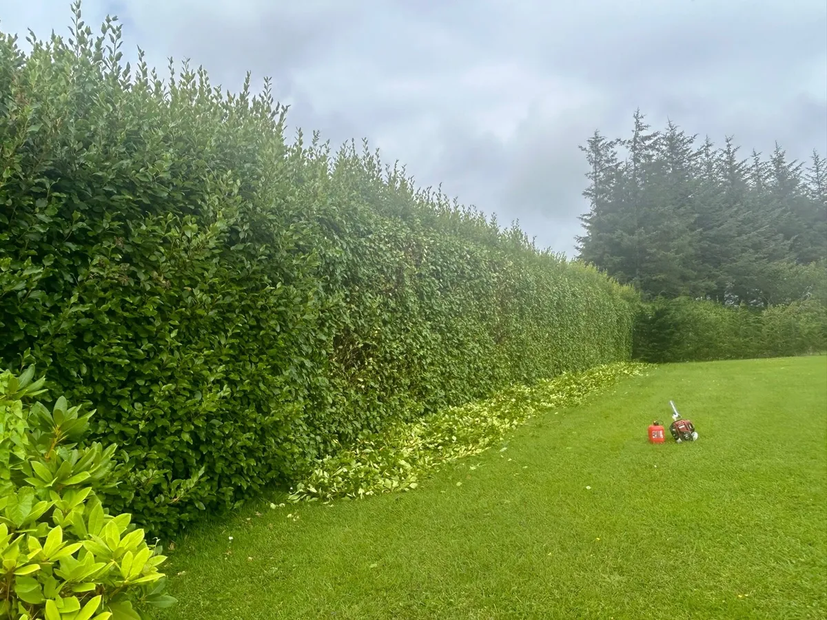 Hedge trimming - Image 2