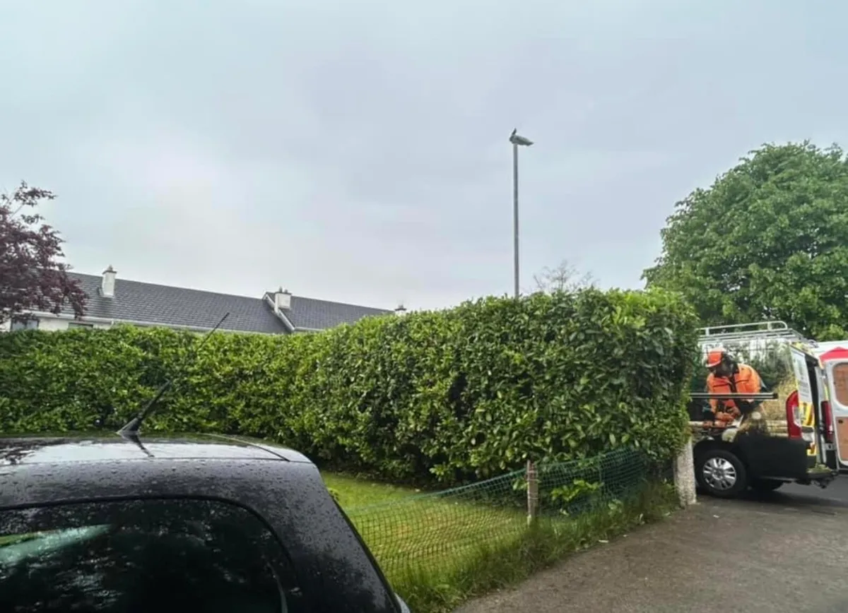 Hedge trimming - Image 4