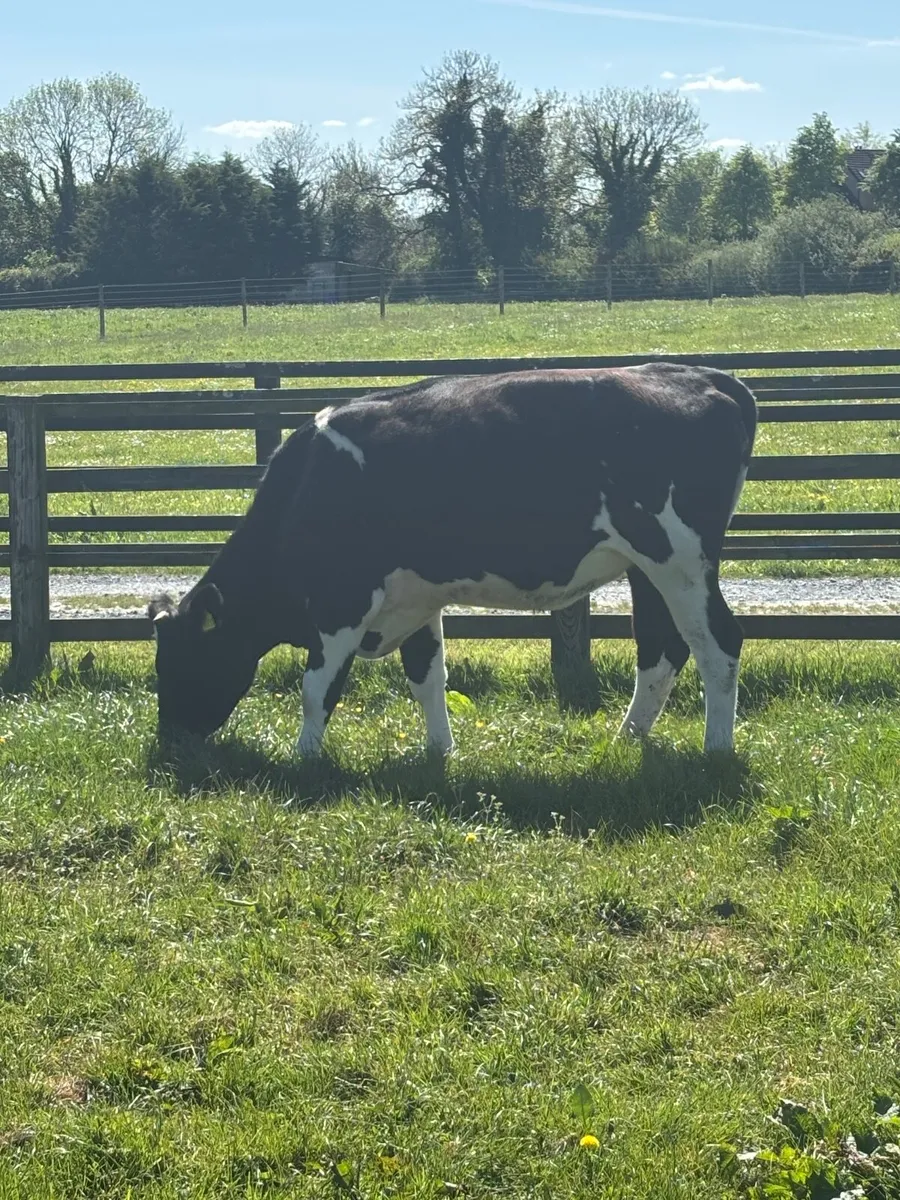 3 2.5 year olds BR . FR Heifers - Image 1