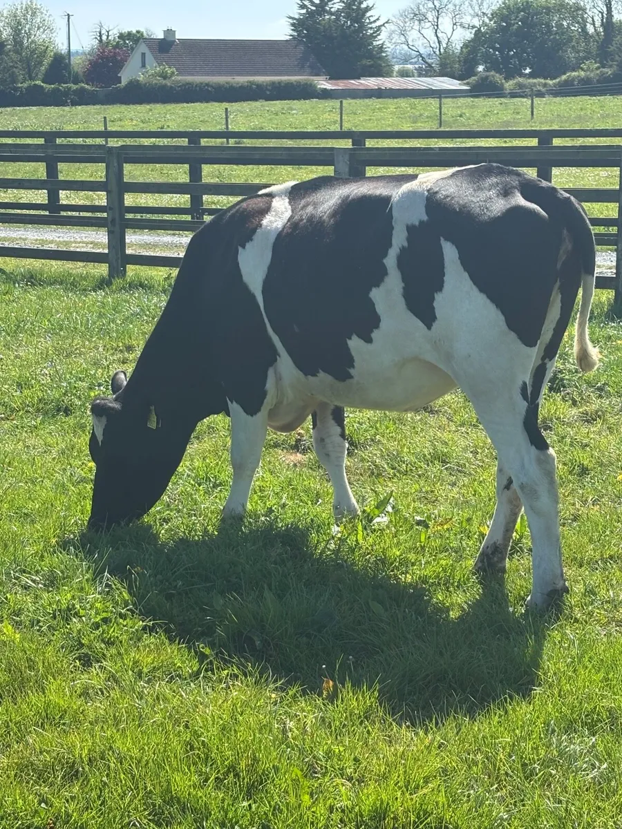 3 2.5 year olds BR . FR Heifers - Image 2