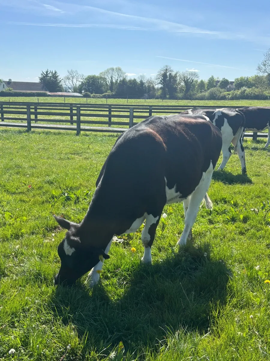 3 2.5 year olds BR . FR Heifers - Image 3