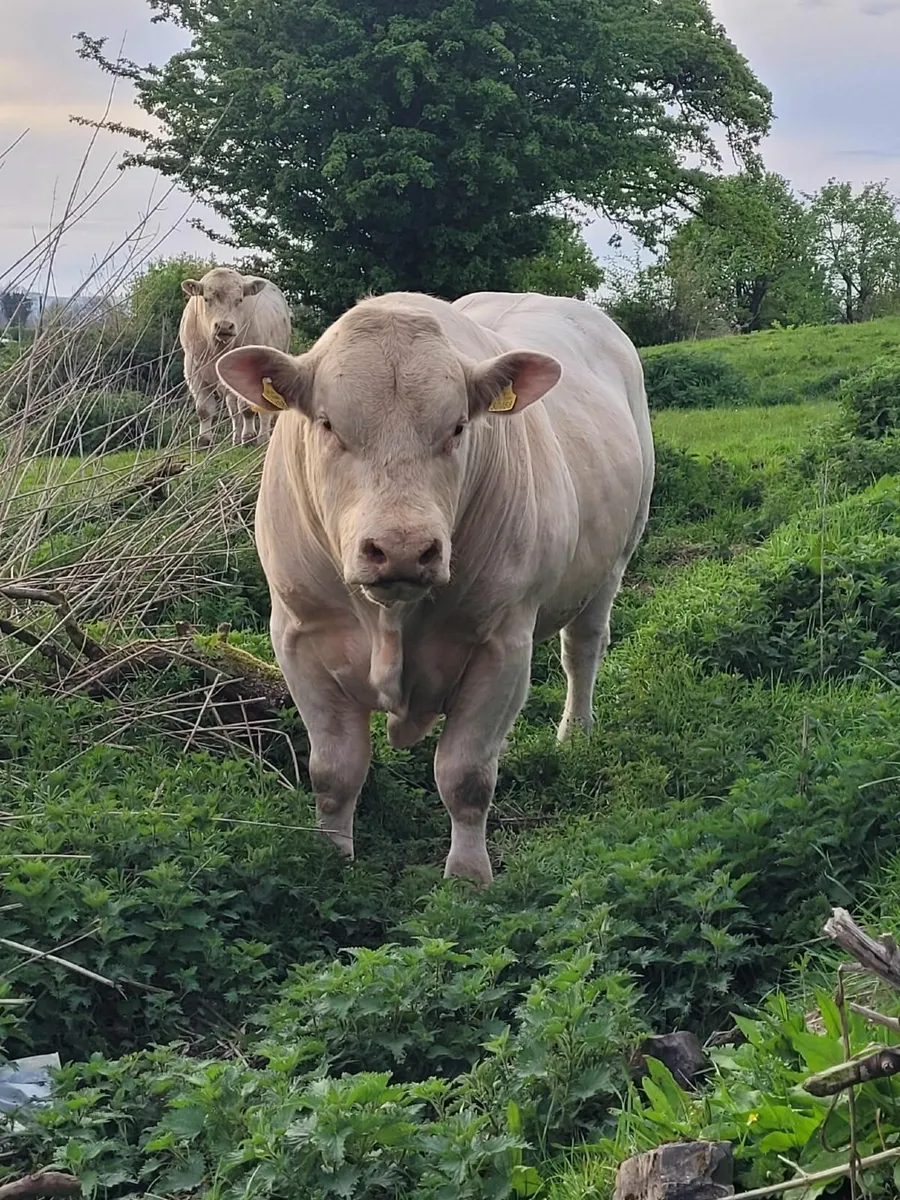 Purebred Charolais Bulls for sale - Image 1