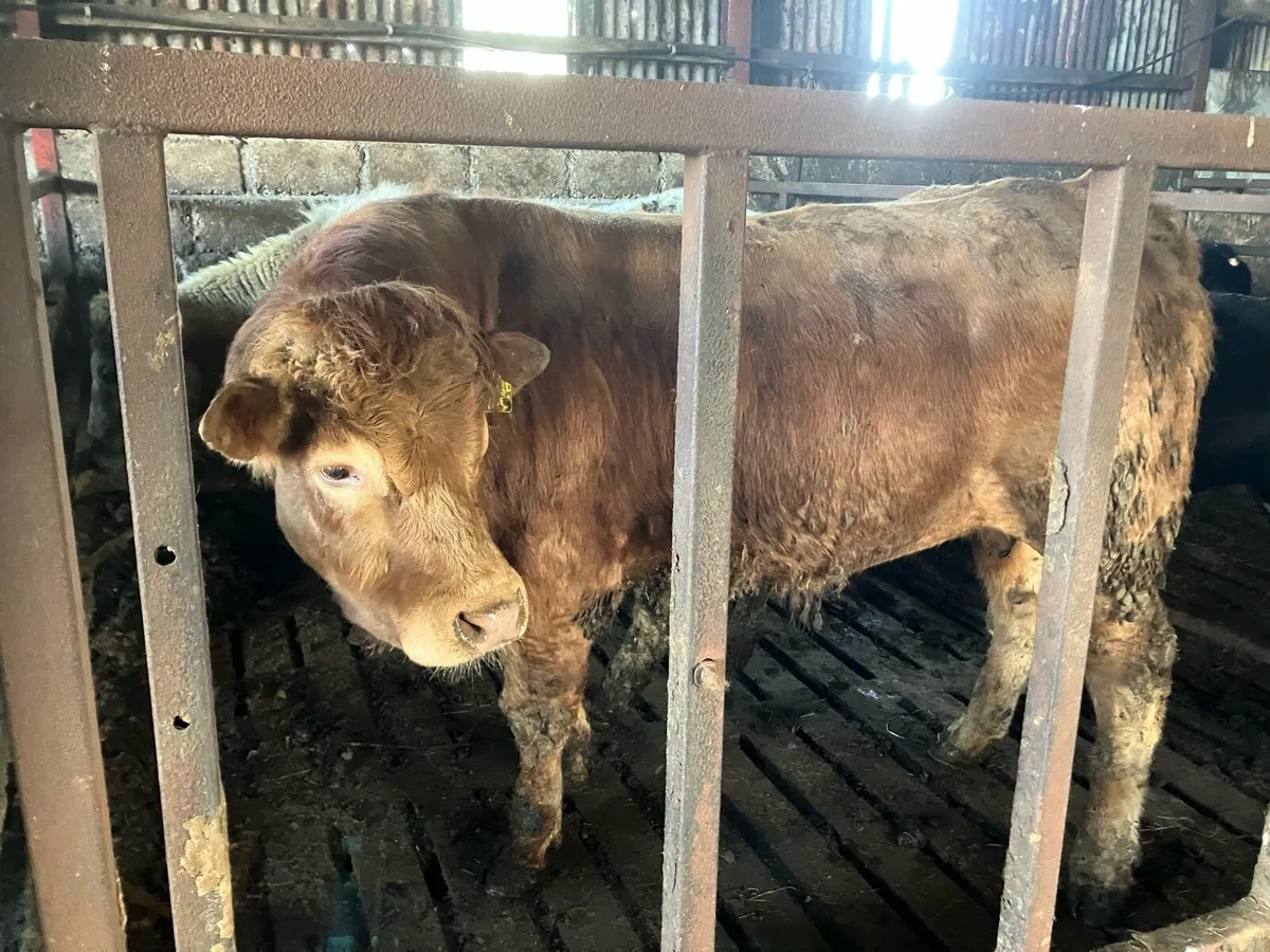 Bull for sale