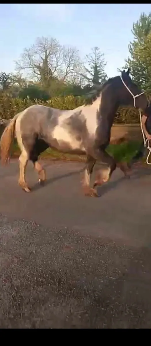 Irish draught x cob filly - Image 4