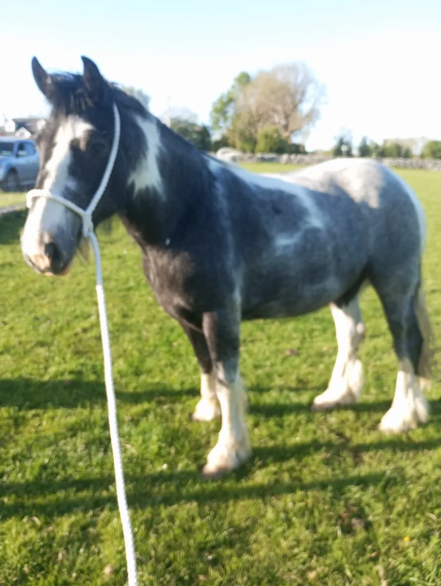 Irish draught x cob filly - Image 1
