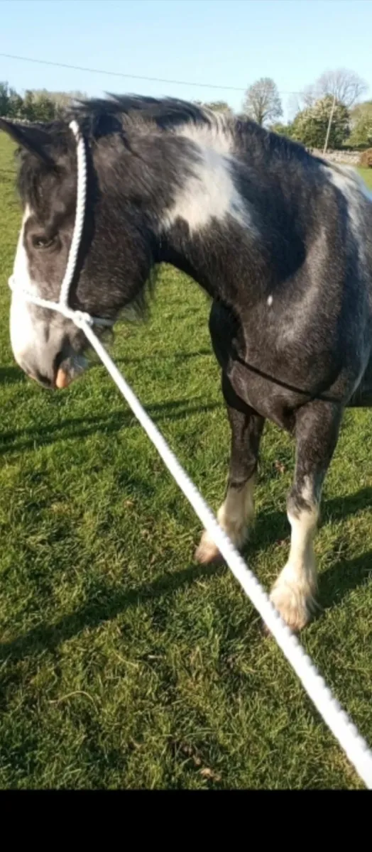 Irish draught x cob filly - Image 2