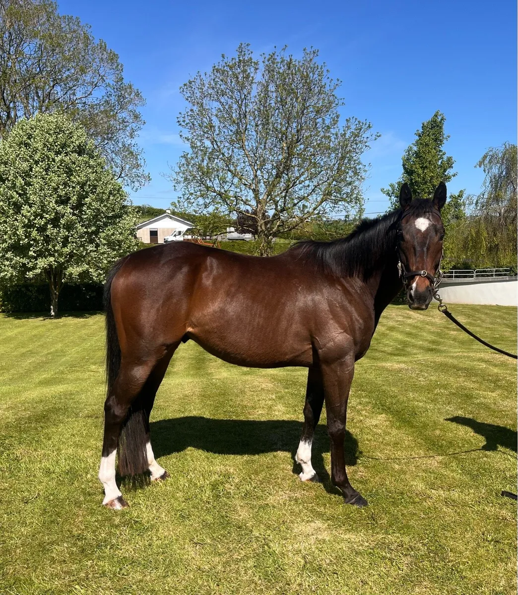 15.2 5yr Bombproof Gelding - Image 1