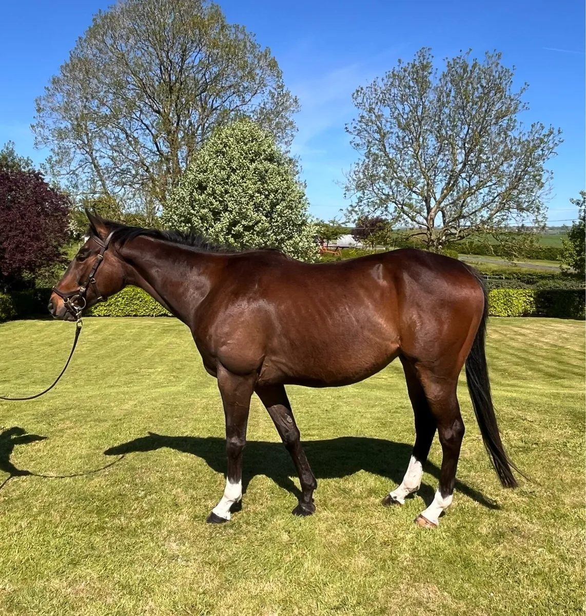 15.2 5yr Bombproof Gelding - Image 2