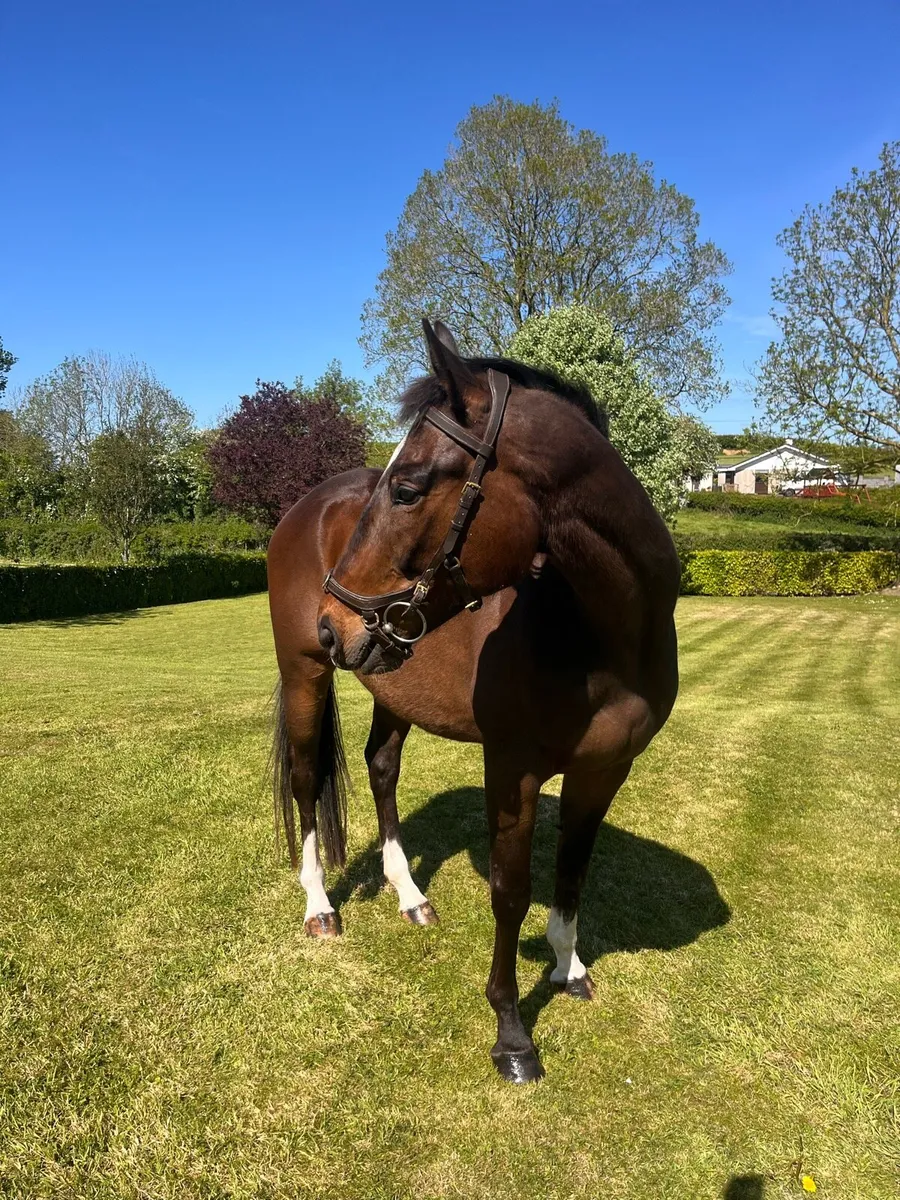 15.2 5yr Bombproof Gelding - Image 3