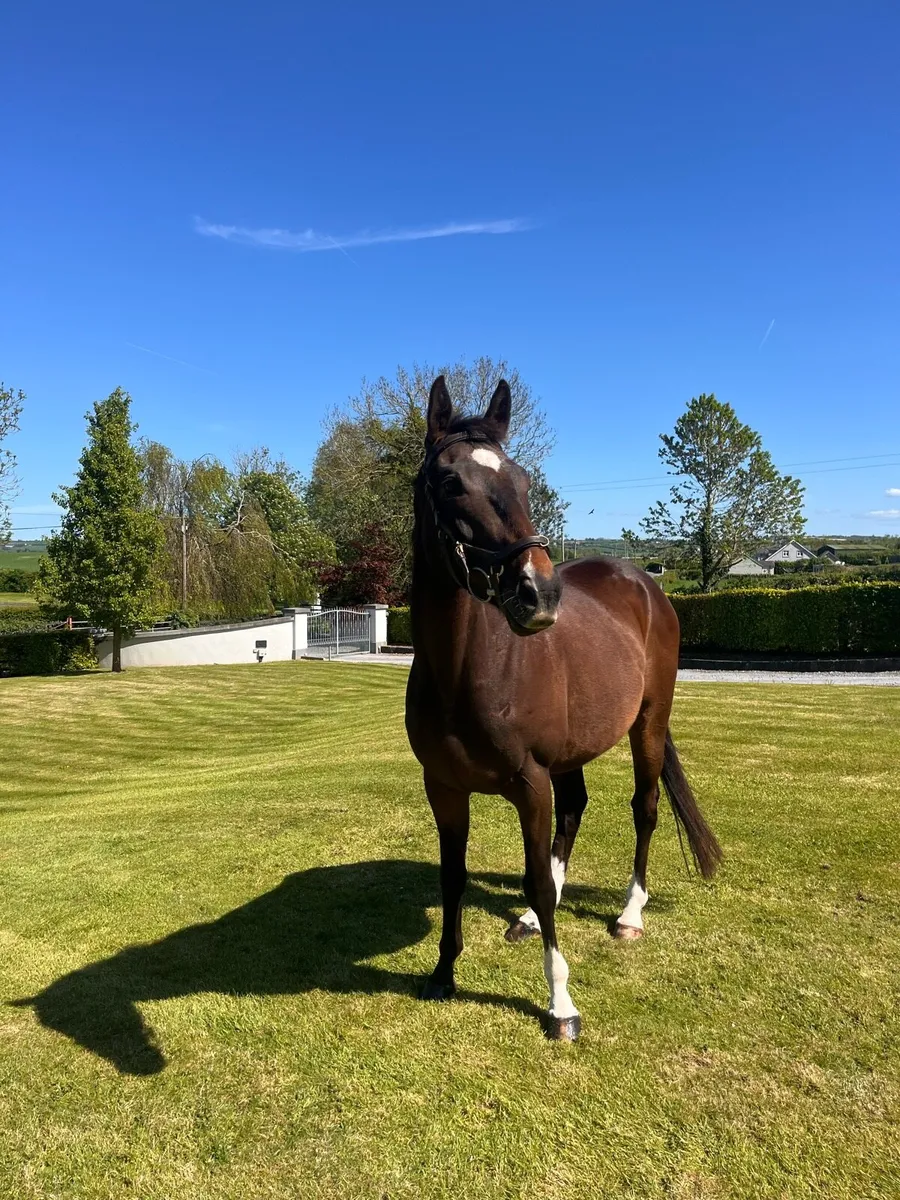 15.2 5yr Bombproof Gelding - Image 4
