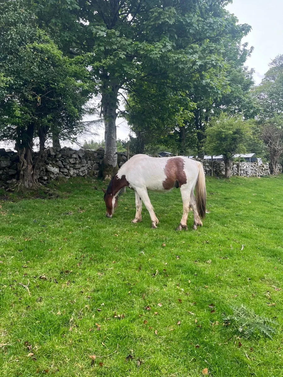 Horse - Image 4