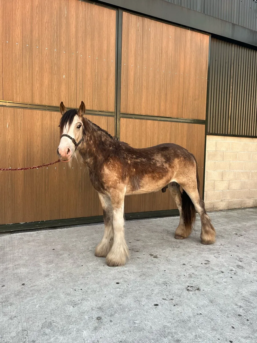 3yr old Dun cob gelding - Image 1