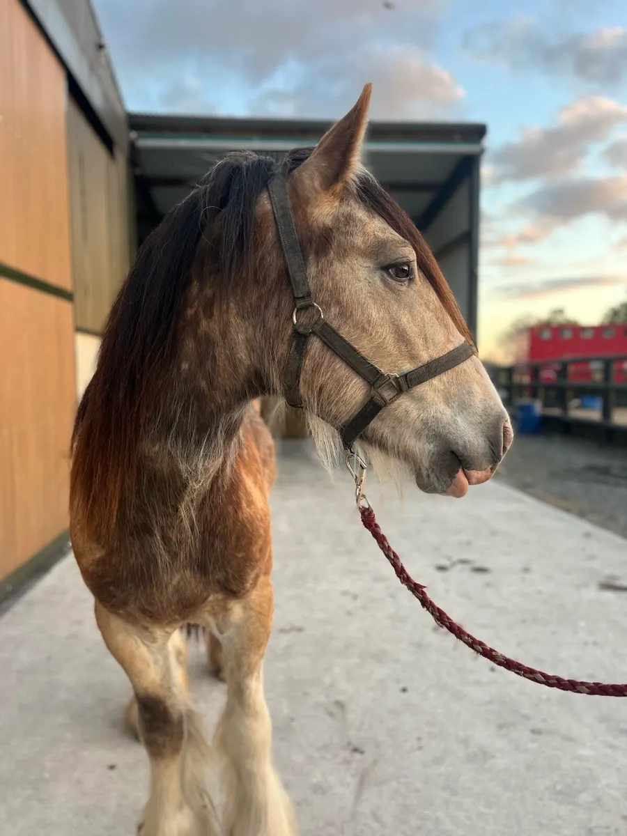 3yr old Dun cob gelding - Image 4