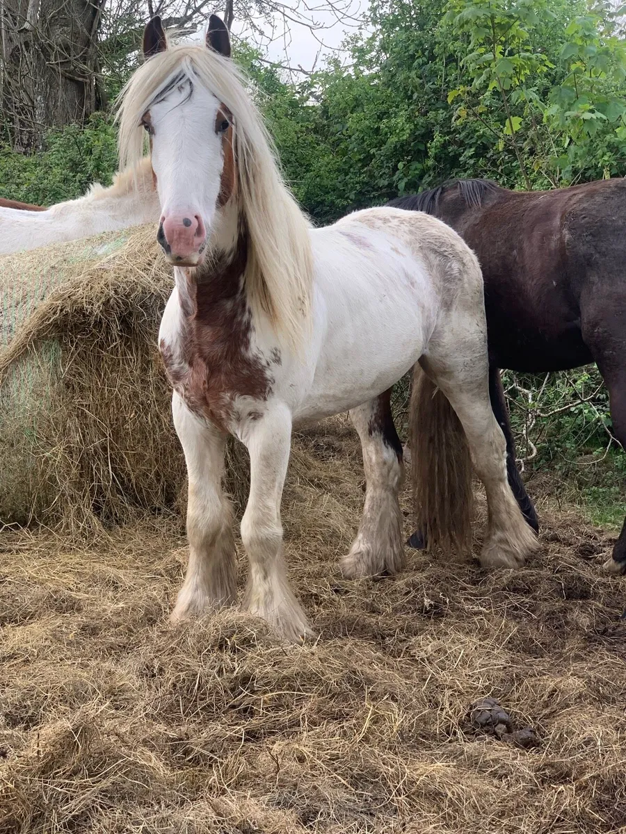 Pony - Image 2
