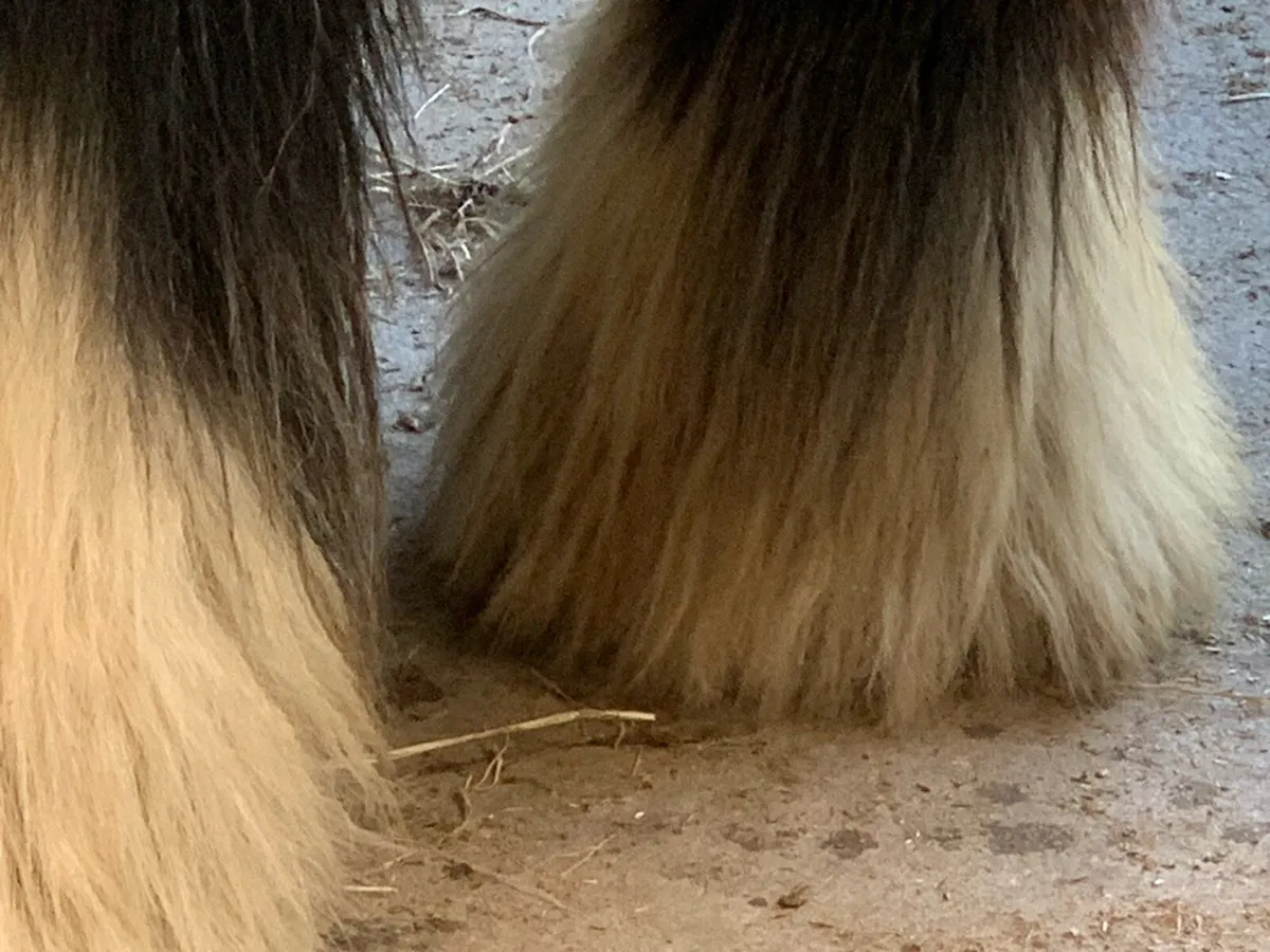 Horses - Image 4