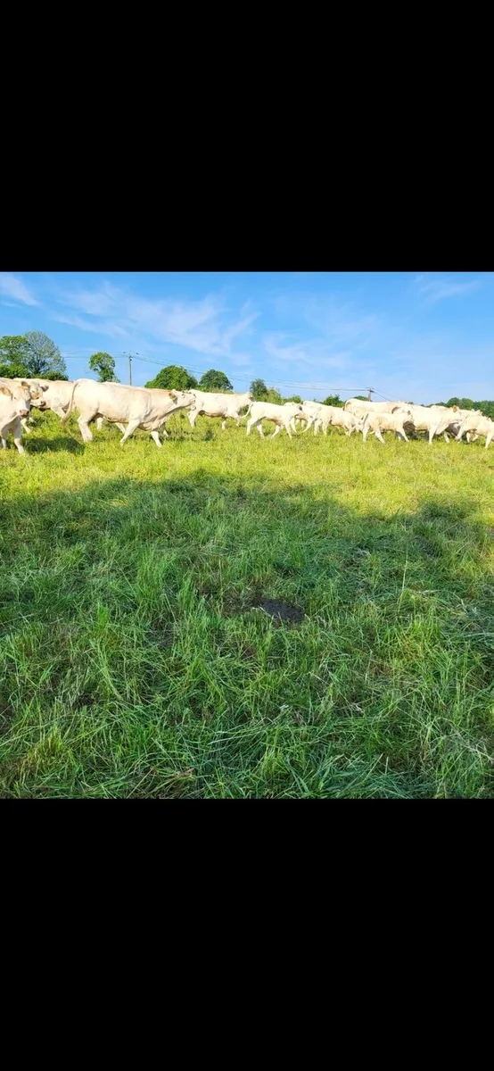 Pedigree Charolais Bulls for sale - Image 4