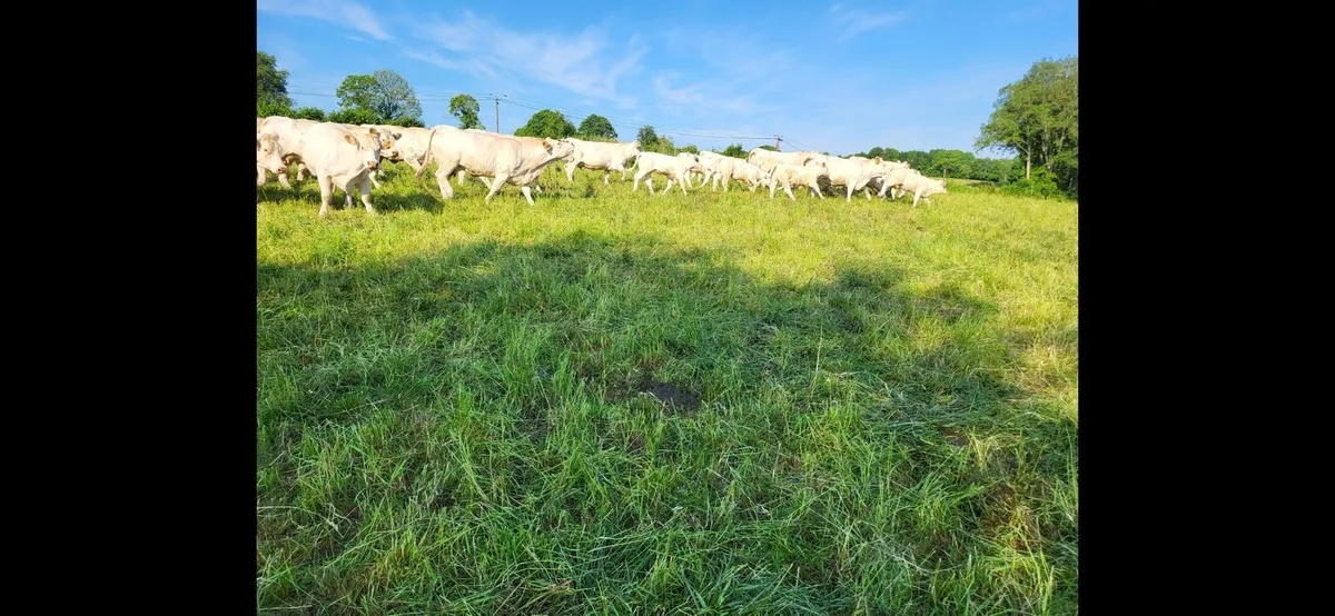 Pedigree Charolais Bulls for sale - Image 3