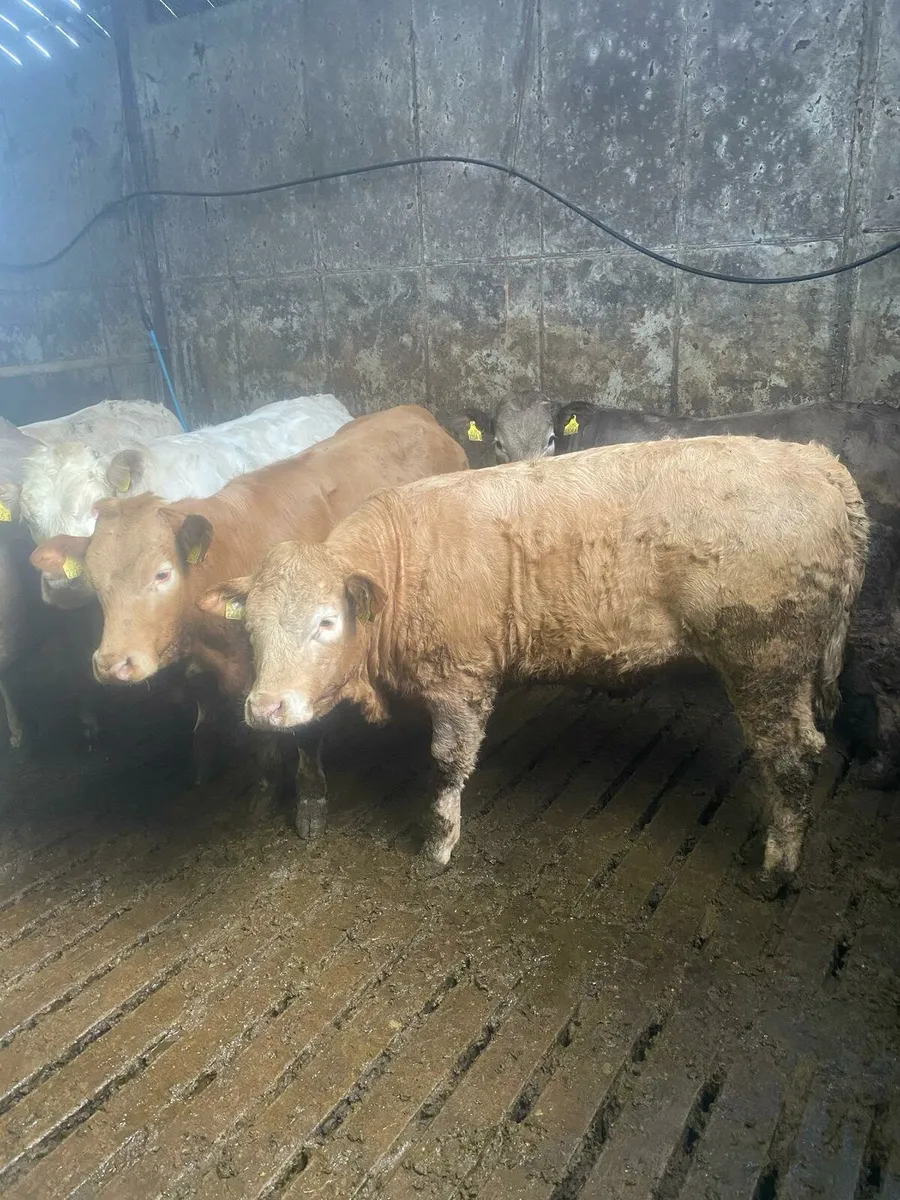 Smashing charlaois heifers - Image 1