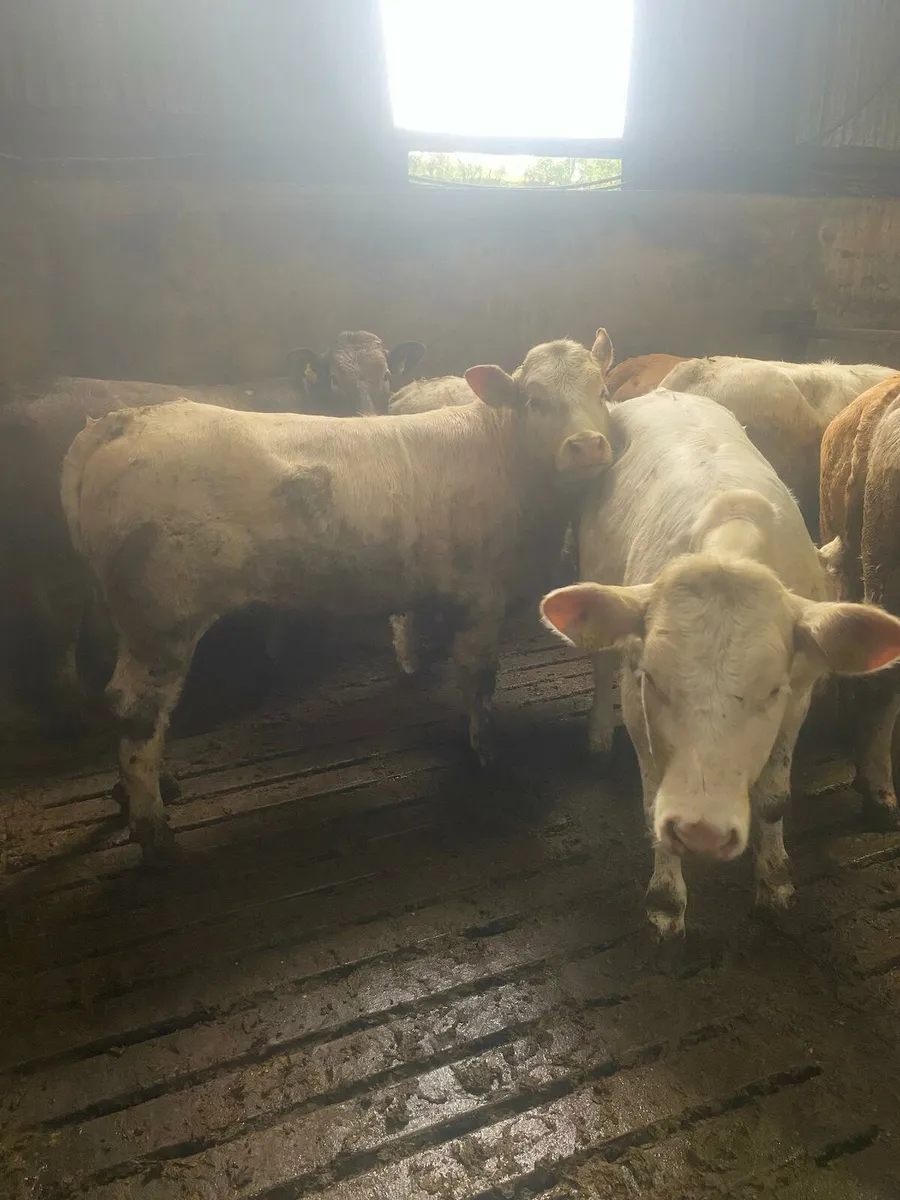 Smashing charlaois heifers - Image 2