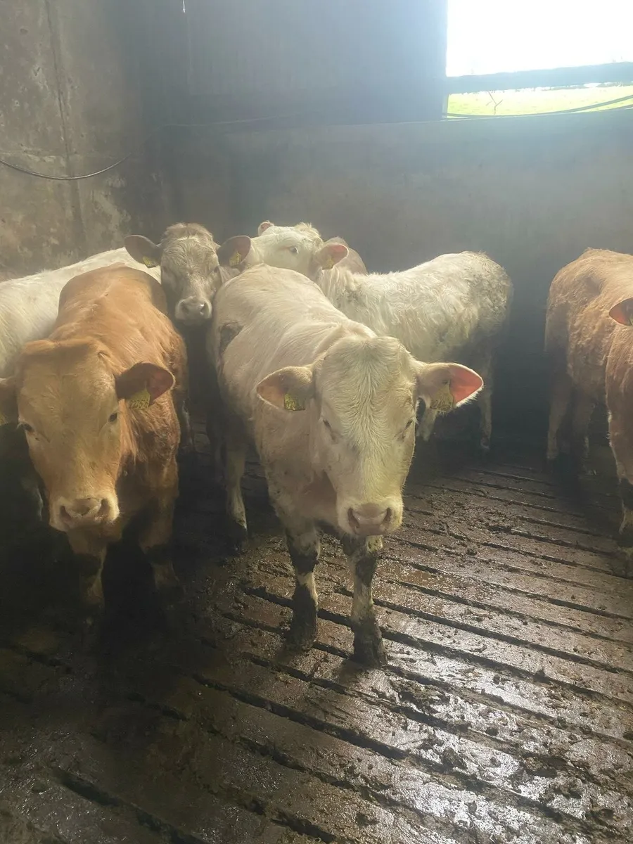 Smashing charlaois heifers - Image 3