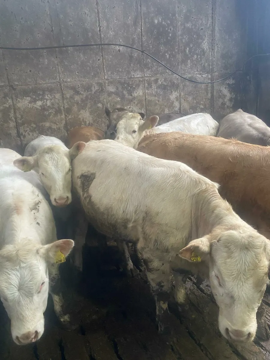 Smashing charlaois heifers - Image 4