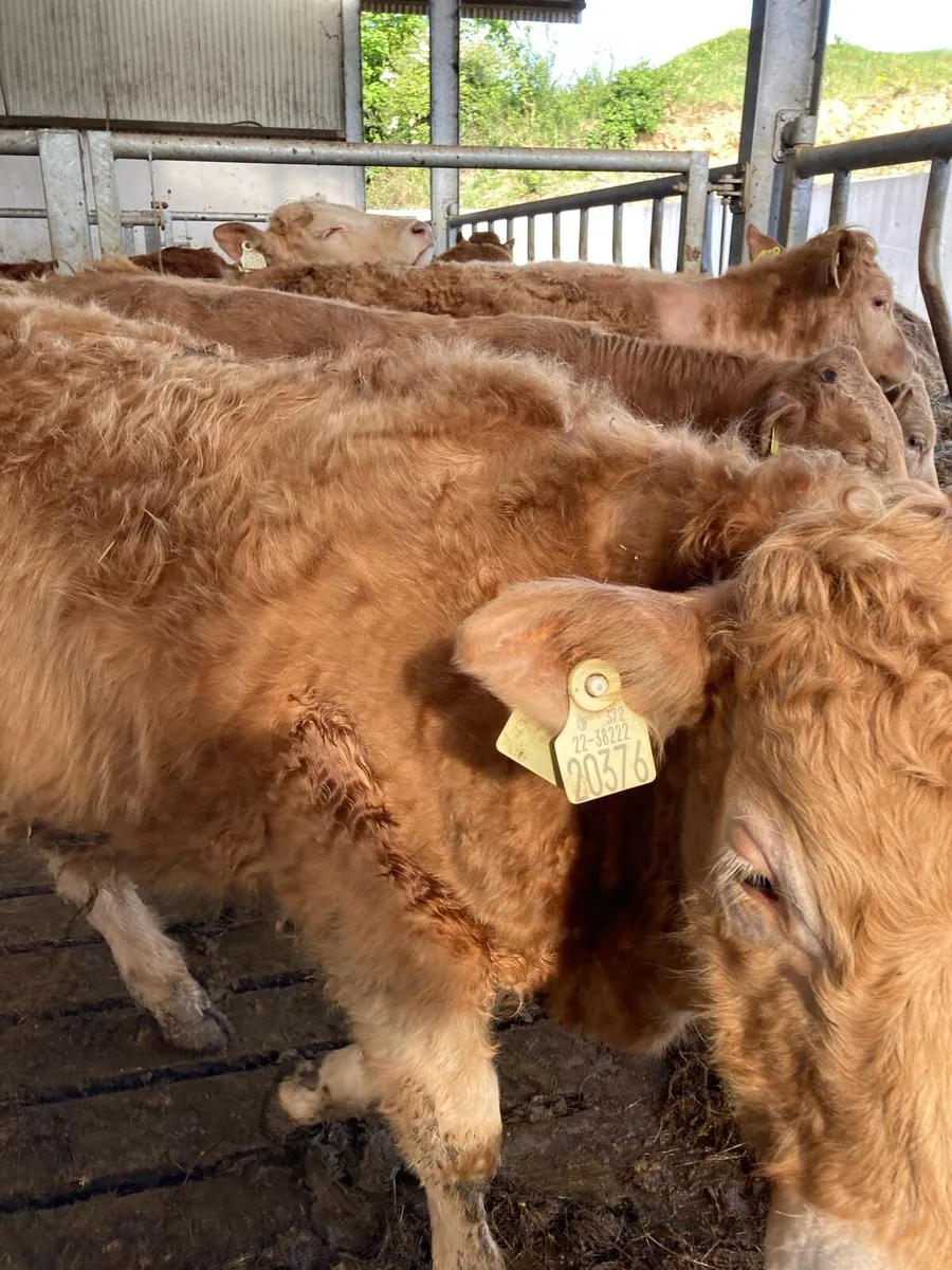 SUPER QUAILTY CH BULLOCKS 300/320KG - Image 2