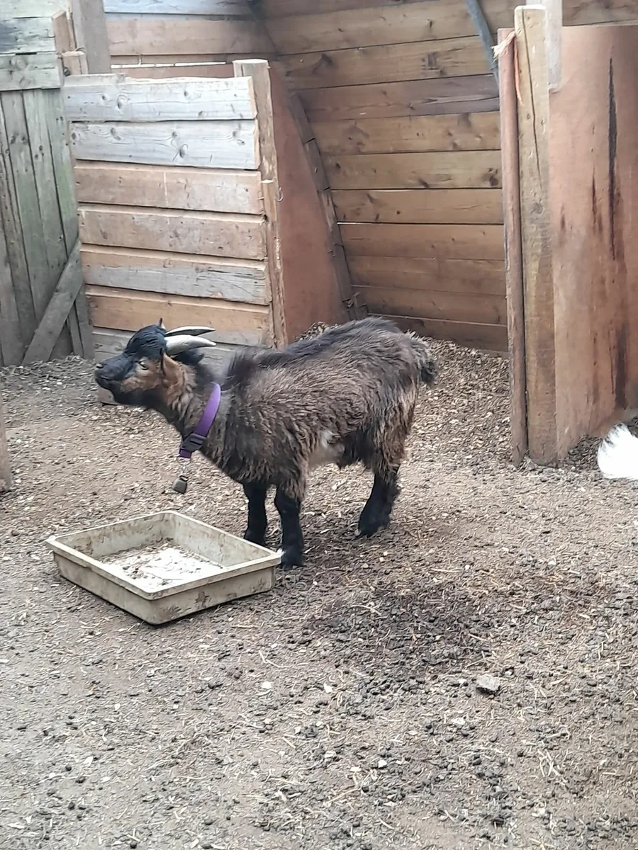 Pygmy goats - Image 4