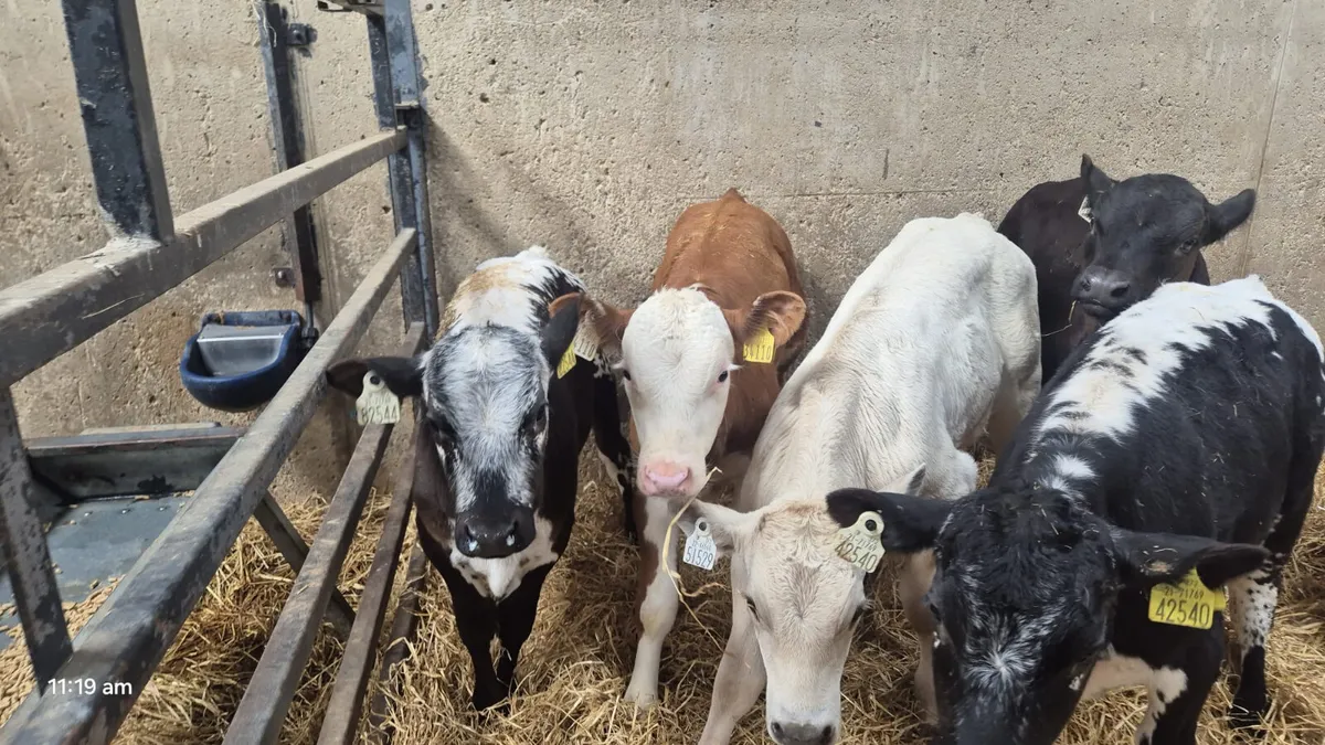 10 Colour bulls ready for grass - Image 1