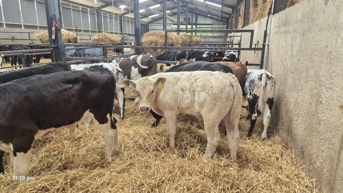 10 Colour bulls ready for grass - Image 4