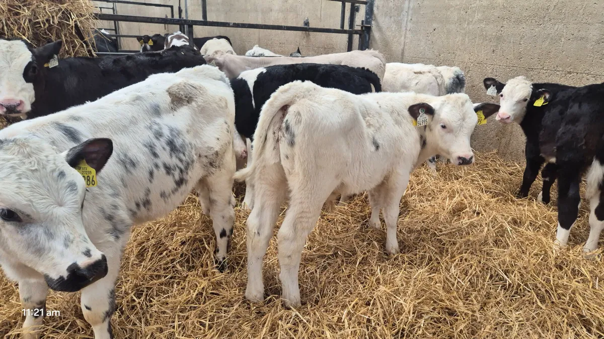 10 Reared Bulls  Ready for Grass 🌱 - Image 3