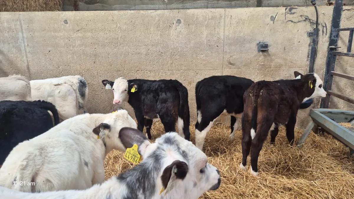 10 Reared Bulls  Ready for Grass 🌱 - Image 4